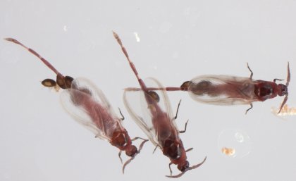 Newly-discovered species: Adult males with juvenile females grasped onto abdomens - Cystococcus campanidorsalis (Photo: Dr Lyn Cook)